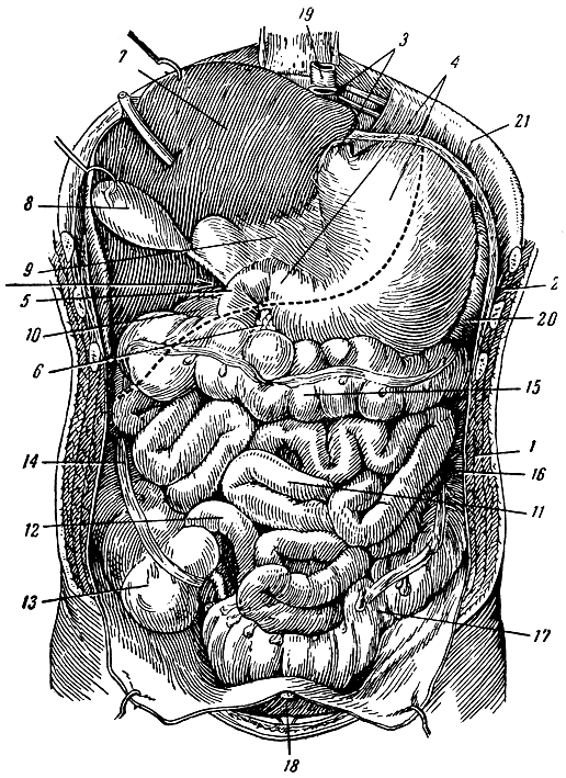 И других органов брюшной полости. Анатомия органов брюшной полости. Анатомия расположение органов брюшной полости. Схема брюшной полости. ОБП органы брюшной полости.