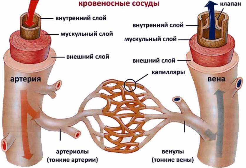 Строение кровеносных сосудов человека