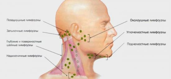 Лимфатическая система шеи
