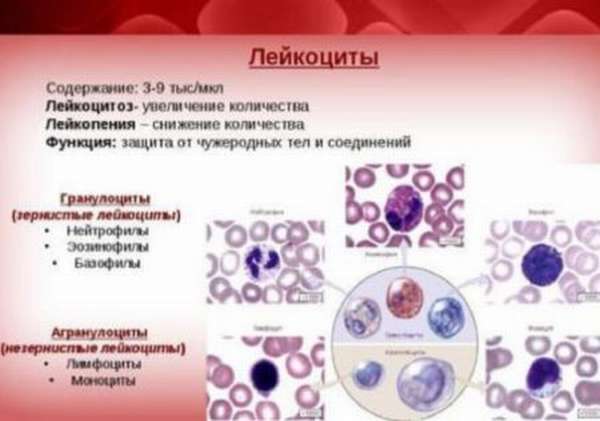 Почему повышаются лейкоциты в крови, основные причины и способы коррекции