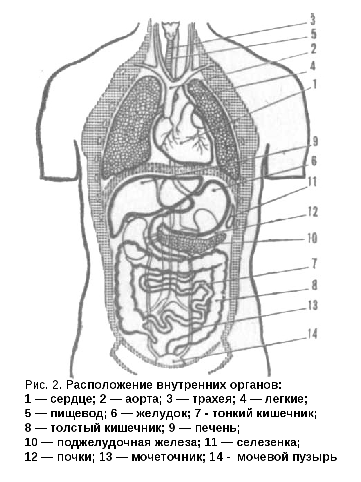 Фото внутренних органов человека брюшная полость с описанием у женщин строение