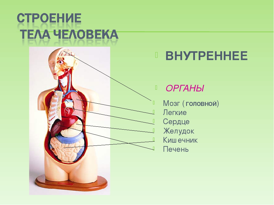 Строение и органы человека картинки с надписями