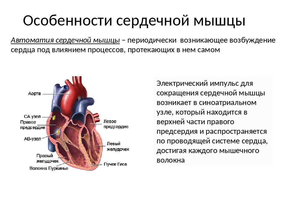 Сокращение мышц и работа сердца