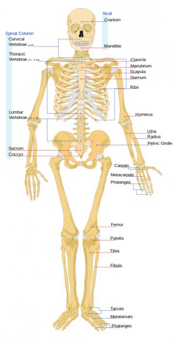 типы соединения костей человека таблица