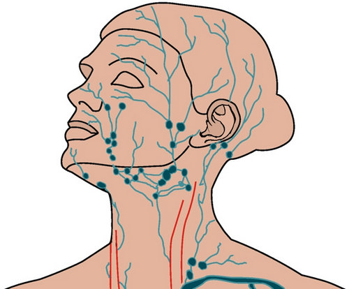 Расположение лимфоузлов на лице