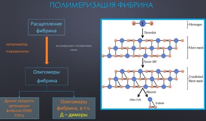 Д-димер (D-димер). Норма у женщин по возрасту, таблица, что значит выше, ниже нормы у взрослого