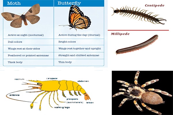 Arthropodas