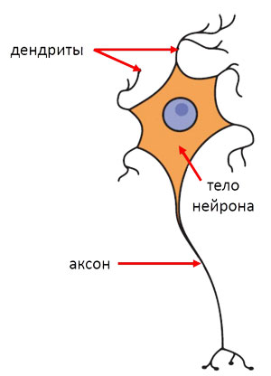 строение нейрона