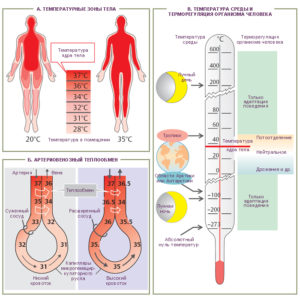 Схема управления температурой тела человека
