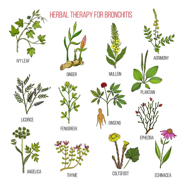 Herbal therapy for bronchitis ivy, ginger, mullein, agrimony, licorice, fenugreek, ginseng, ephedra, plantain, angelica, thyme, coltsfoot, echinacea Royalty Free Stock Vectors