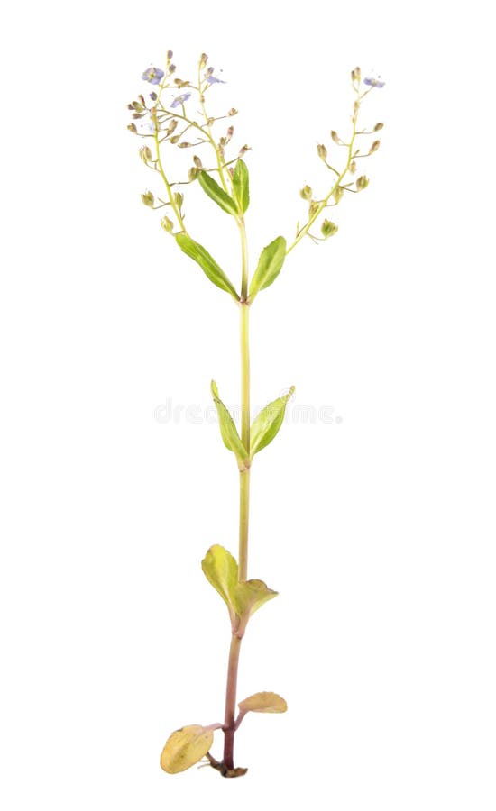 Brooklime or European speedwell isolated on white background. Medicinal plant royalty free stock photography