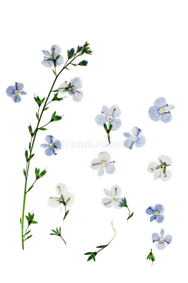 Pressed and dried flowers Veronica officinalis stock photography