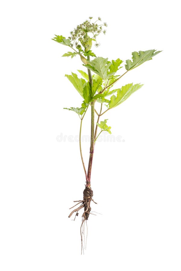 Dangerous toxic plant Giant Hogweed. Also known as Heracleum or Cow Parsnip. Isolated on white background with clipping path royalty free stock photo