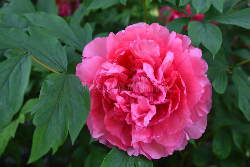  Uma flor cor-de-rosa da peônia com folhas verdes fotografia de stock royalty free