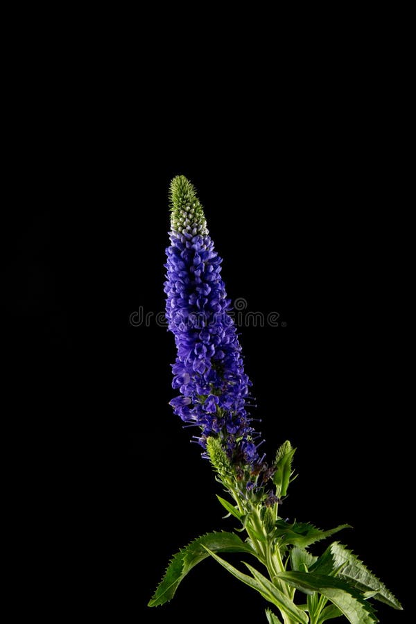 Veronica Purple Flower, Single Flower close up isolated on black background royalty free stock images
