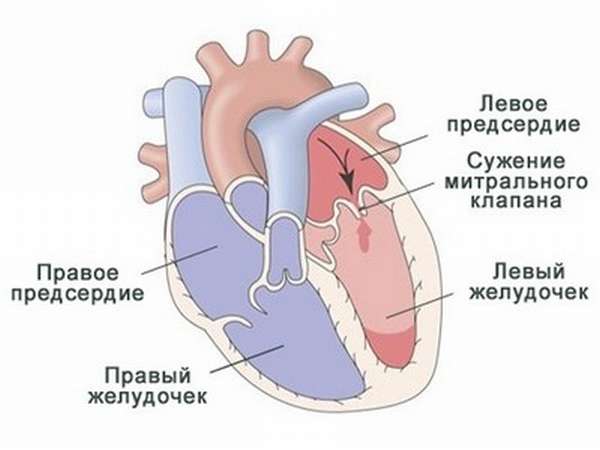 Большой и малый цикл: сколько кругов кровообращения у человека