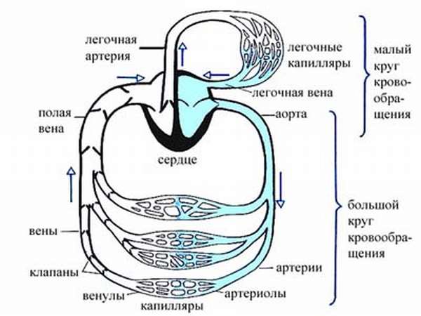 Большой и малый цикл: сколько кругов кровообращения у человека