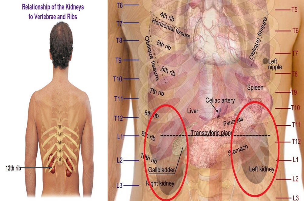 where are your kidneys located - kidney location